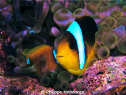 Clown fish in is anémona by Philippe Mendonça 